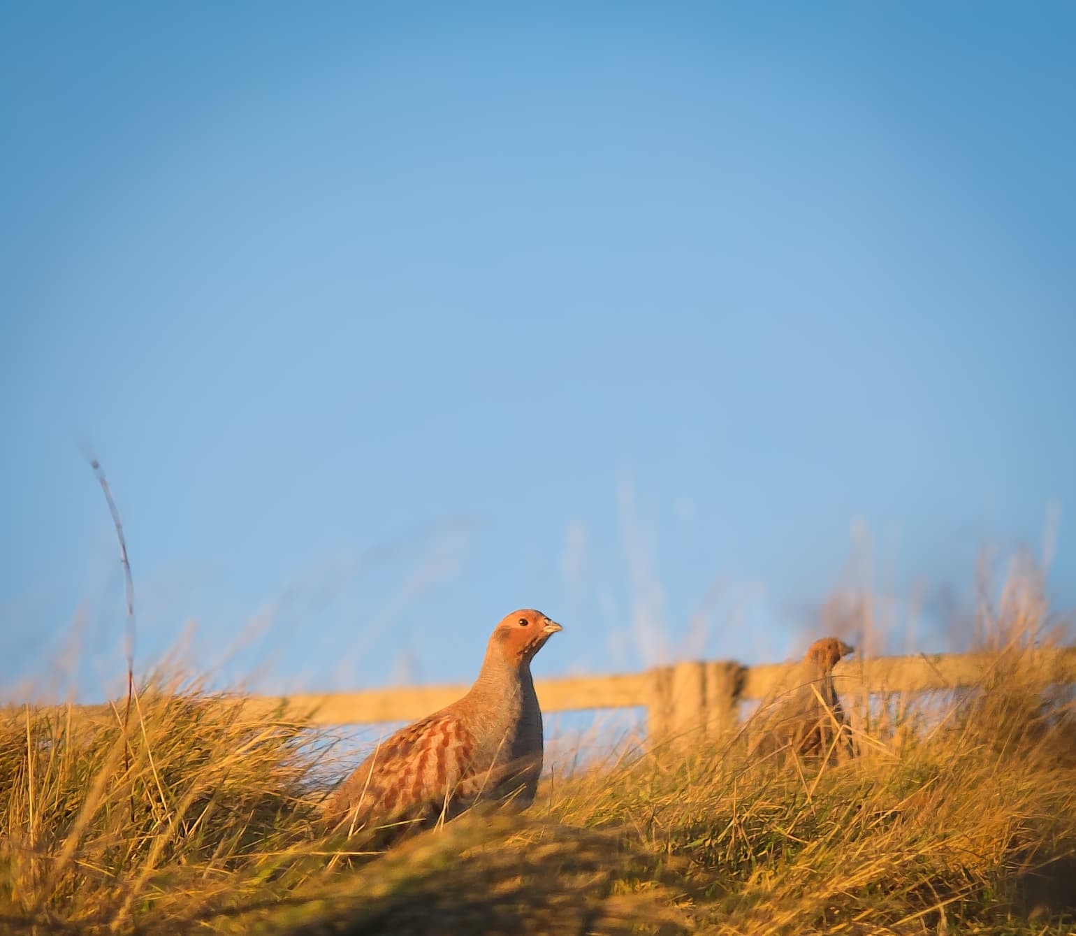 Heartland Media and PR Perthshire clients, the Scottish Gamekeepers Association, has praised the conservation work of its member Josh Burton